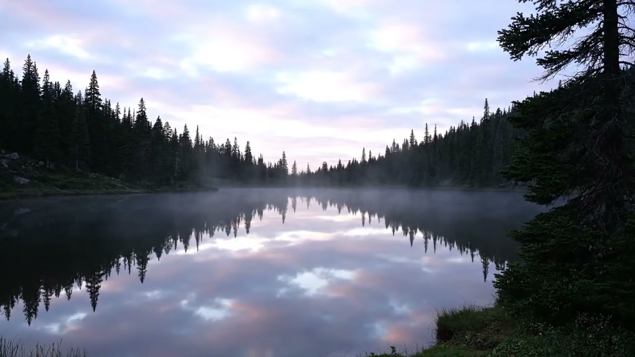 Cozy Forest Rain: Relaxing Ambient Soundscape [4K]