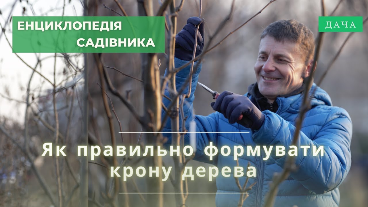 Як Правильно Формувати Крону Дерева? Секрети Обрізки Плодових Дерев.