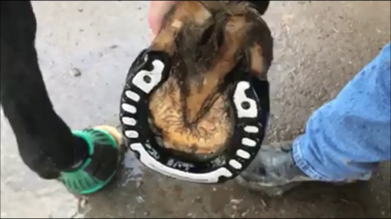Glushu Glue on Horseshoes: Hank Hannovarian