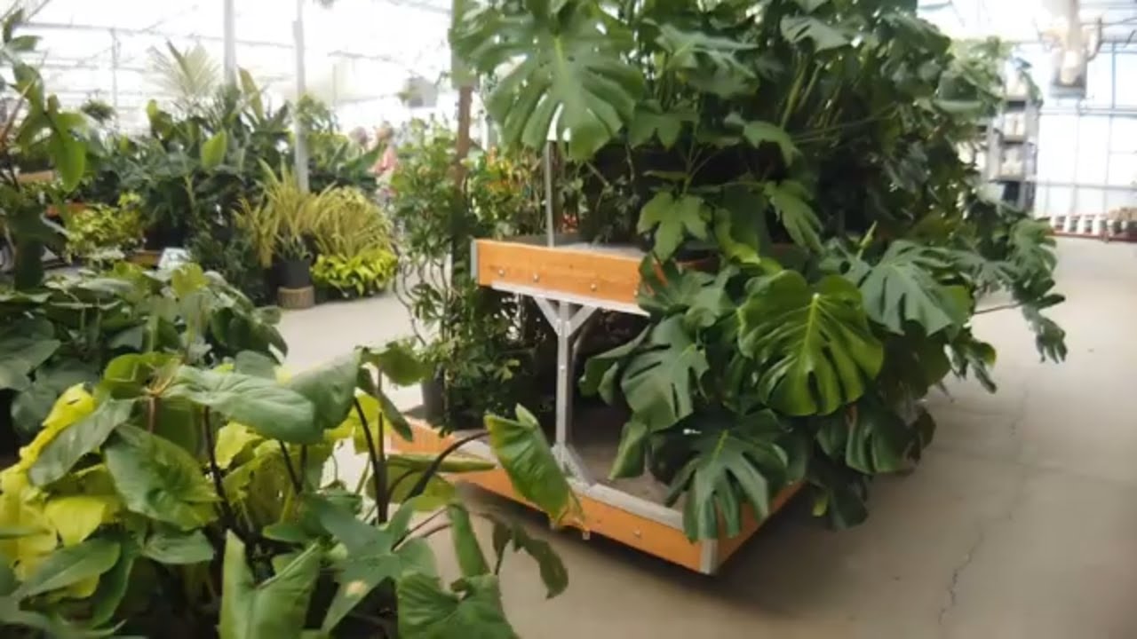 Quick Sale Checking at Dutch Growers   a dreamy place for us!