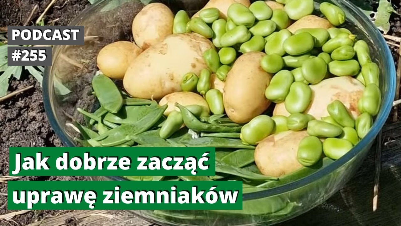 255. Jak dobrze zacząć uprawę ziemniak&oacute;w. Podcast.