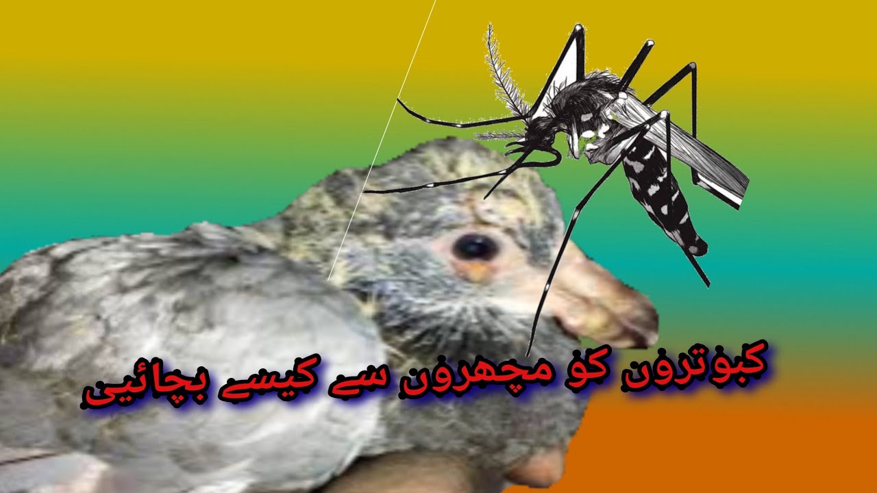 How to prevent mosquitoes from your pigeon loft || Choudhry Zaheer pigeons