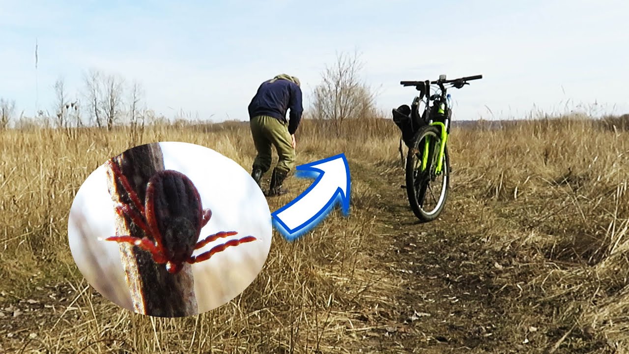 Проверка защиты от клещей в полевых условиях | Циперметрин 25% концентрат