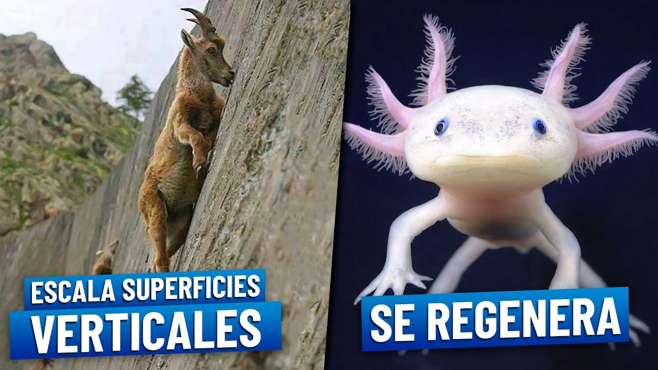 10 animales que tienen súper poderes y no sabías