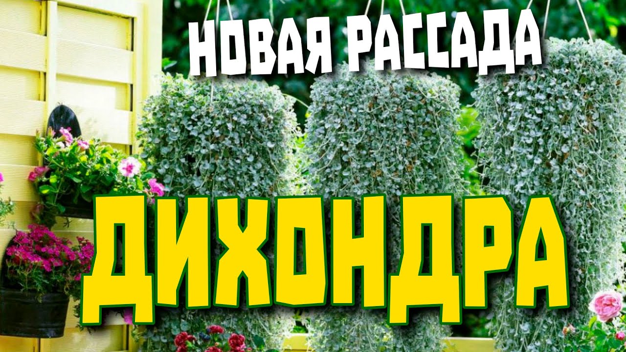 Дихондра. От посева семян до пикировки.