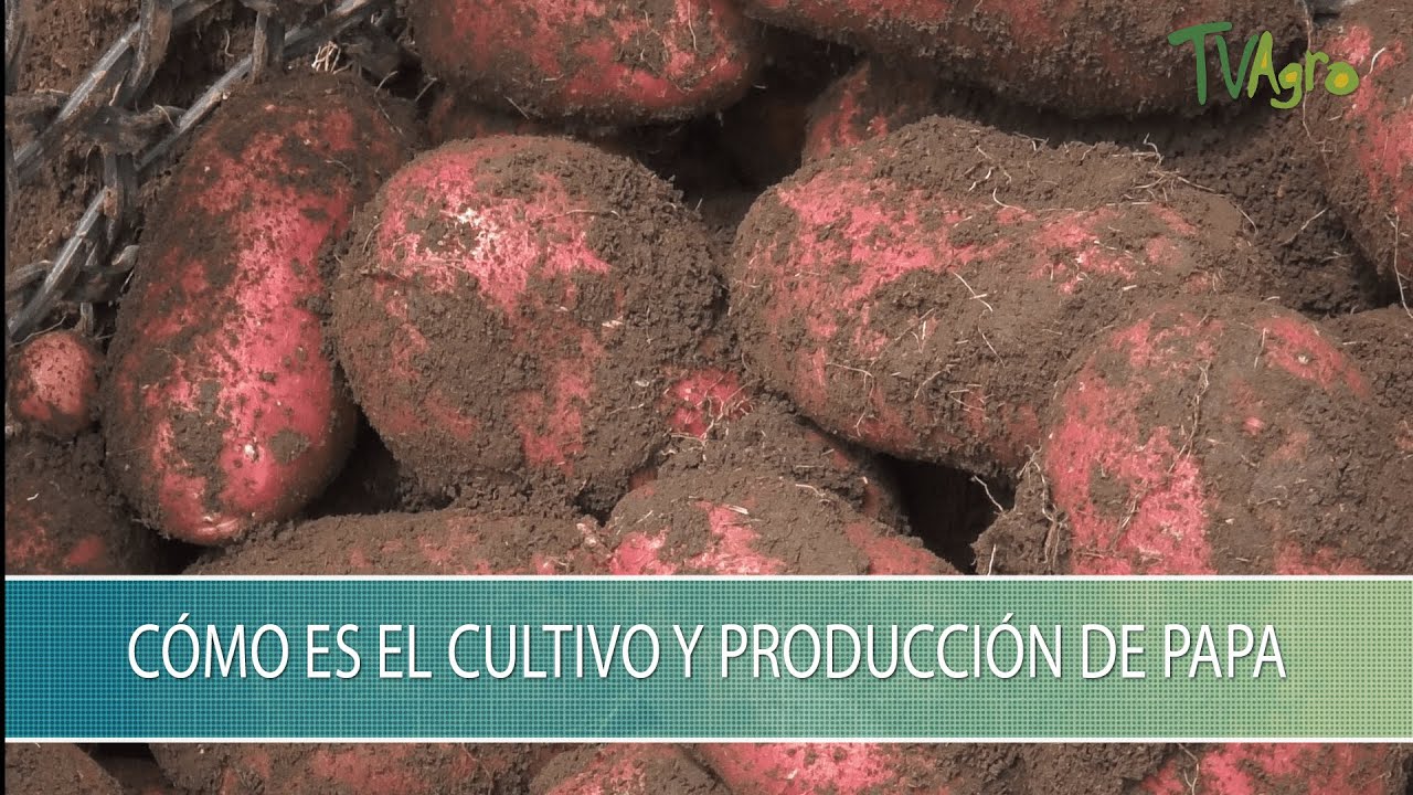 Como es el Cultivo y Produccion Papa - TvAgro por Juan Gonzalo Angel Restrepo