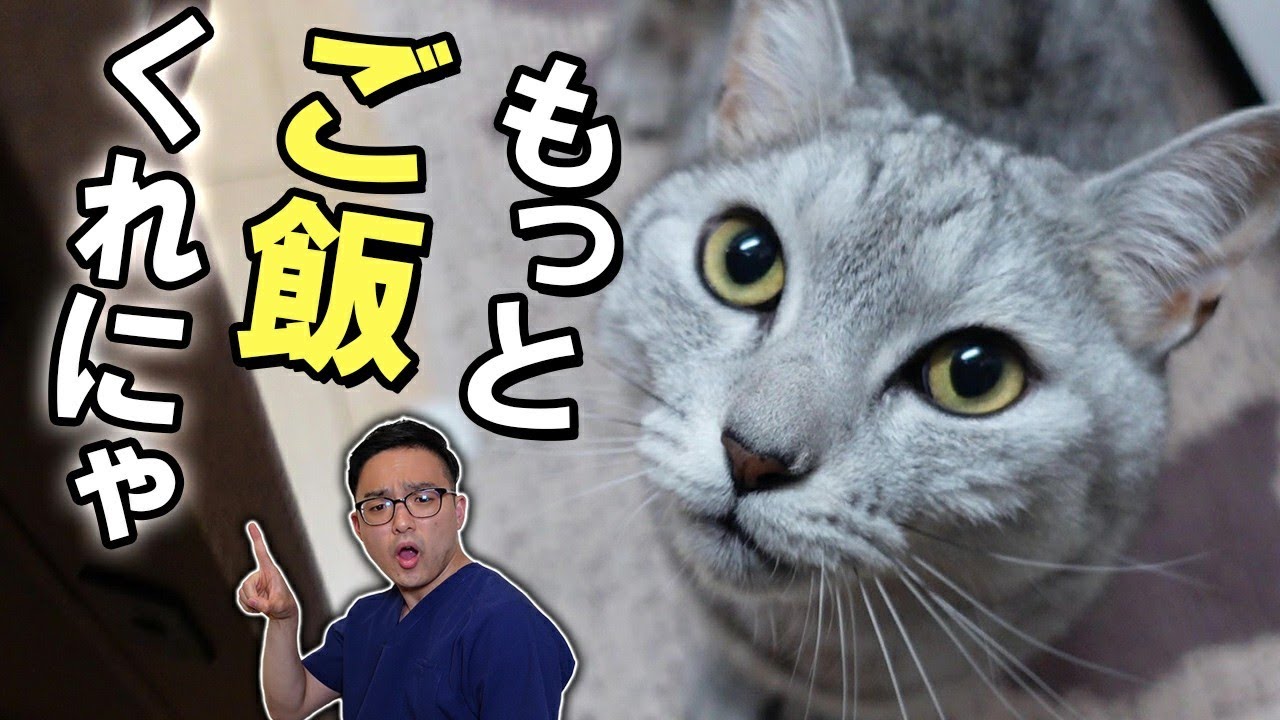 【ご飯のおねだり！】ごはんを欲しがる猫ちゃんのしつけを獣医さんが紹介！！