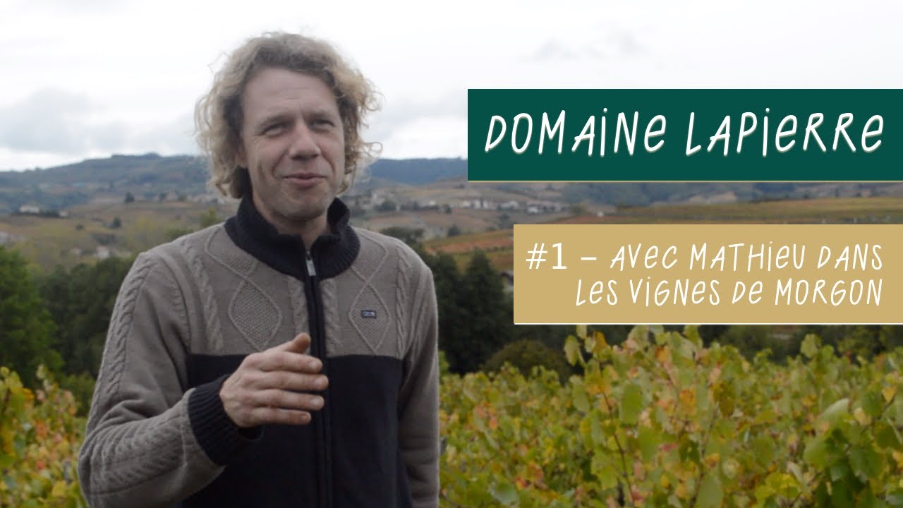 Domaine Marcel Lapierre - Histoire du Domaine, Morgon et Viticulture