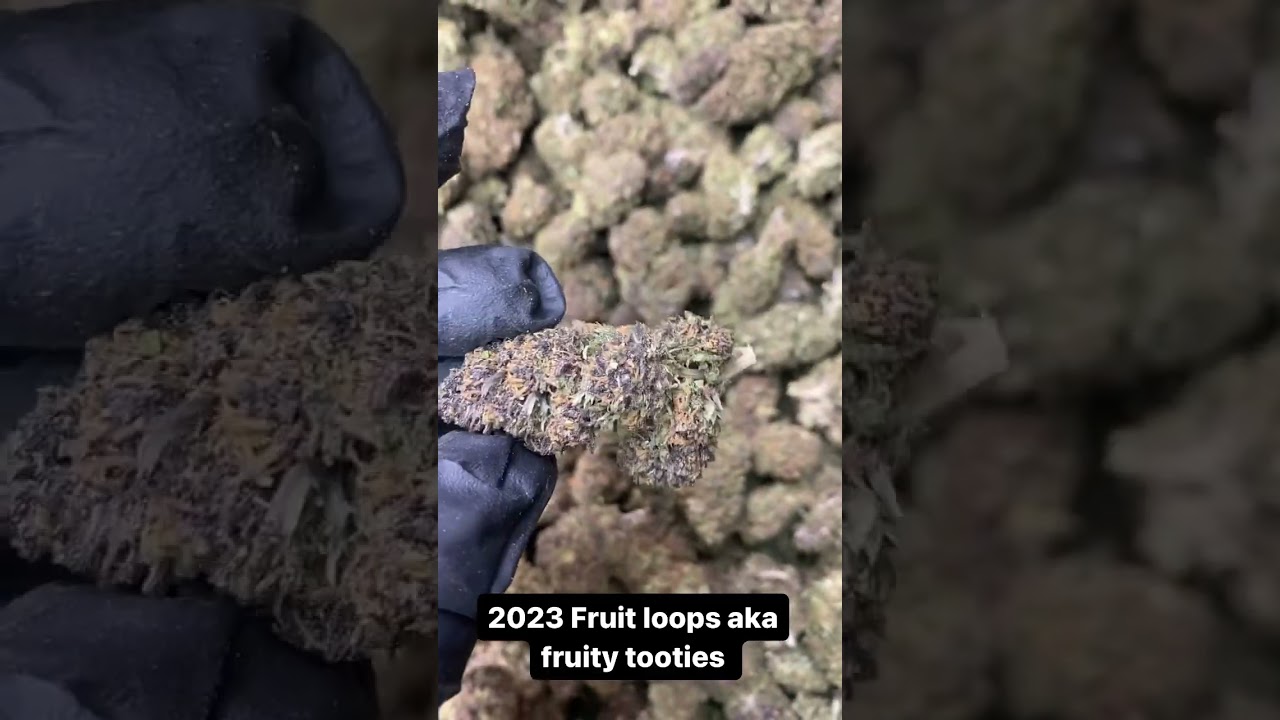 Elli-Hou Farms 2023 Fruity Tooties