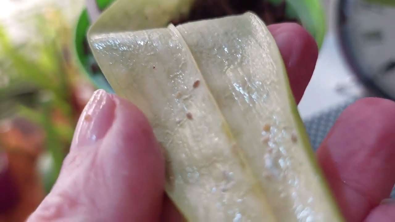 Uklonite bijele vunaste u&scaron;i sa DIY insekticidom @orhidejesveu12