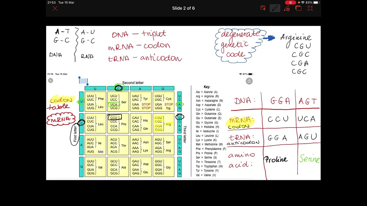 Exam revision Protein synthesis Biology 2022