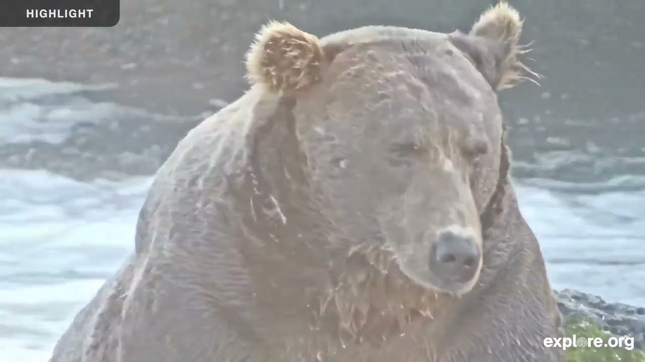 Brooks Falls - Katmai National Park | 2025 Highlights