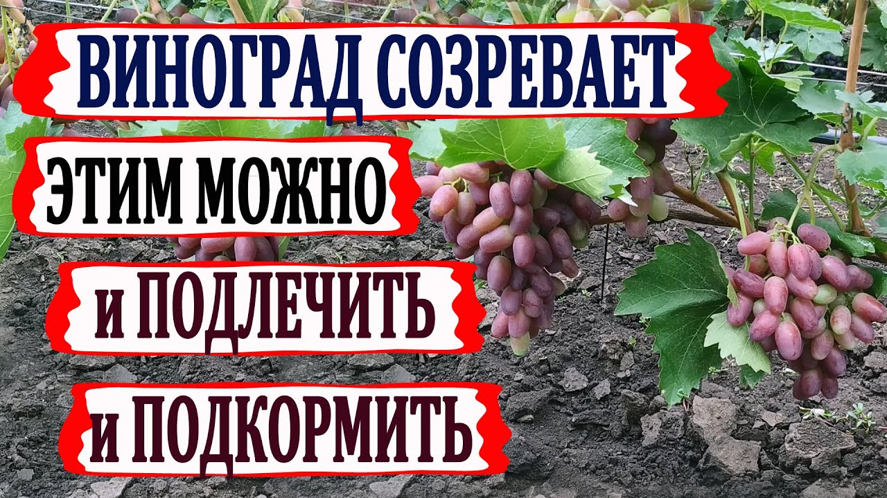 🍇 Чем можно  ЛЕЧИТЬ ВИНОГРАД при СОЗРЕВАНИИ ягод. Два в одном. Лечение и подкормка. Монофосфат калия