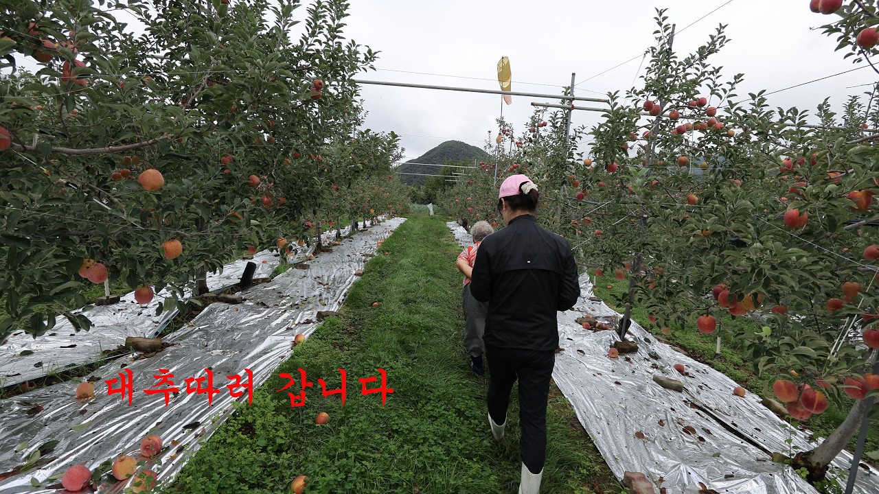 대추수확