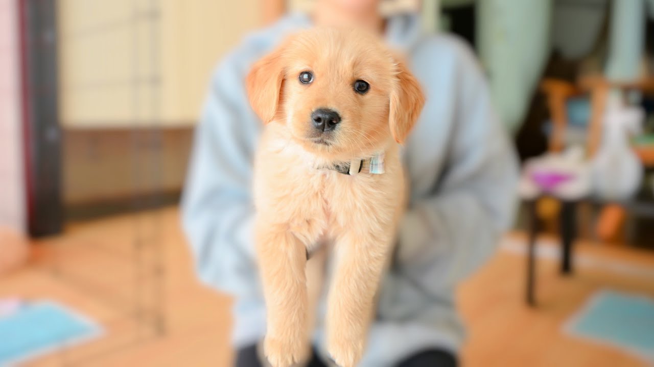 【ゴールデンレトリバー子犬】手作り首輪に慣れない…何だコレ…な反応 #12