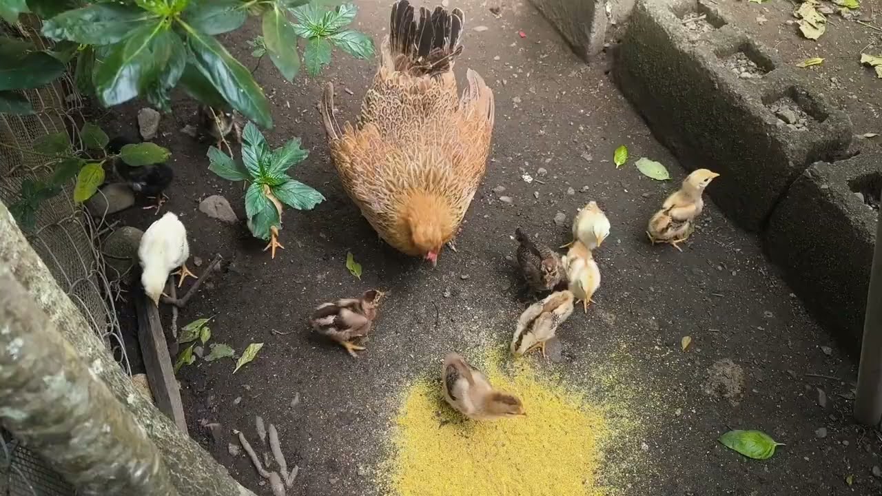 ¡¡Su primera experiencia en el jardín!!