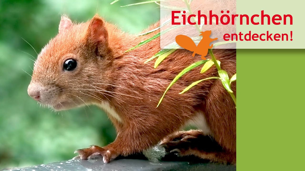 Teil 2 – ... mehr wilde Eichhörnchenwelt