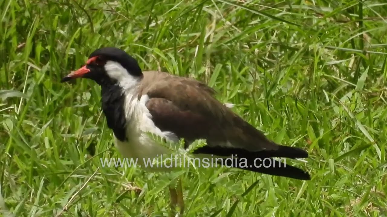 Close-up of Red-wattled Lapwing | Wildlife Documentary
