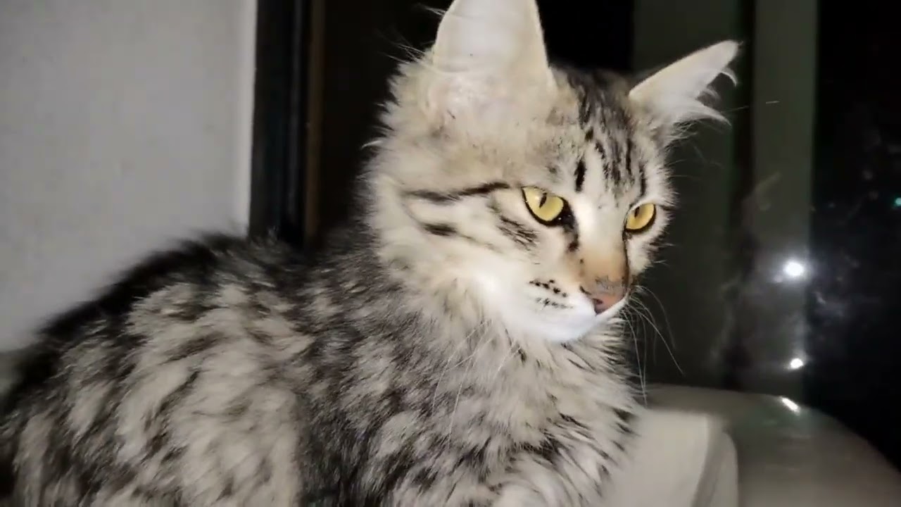 Cat 😺