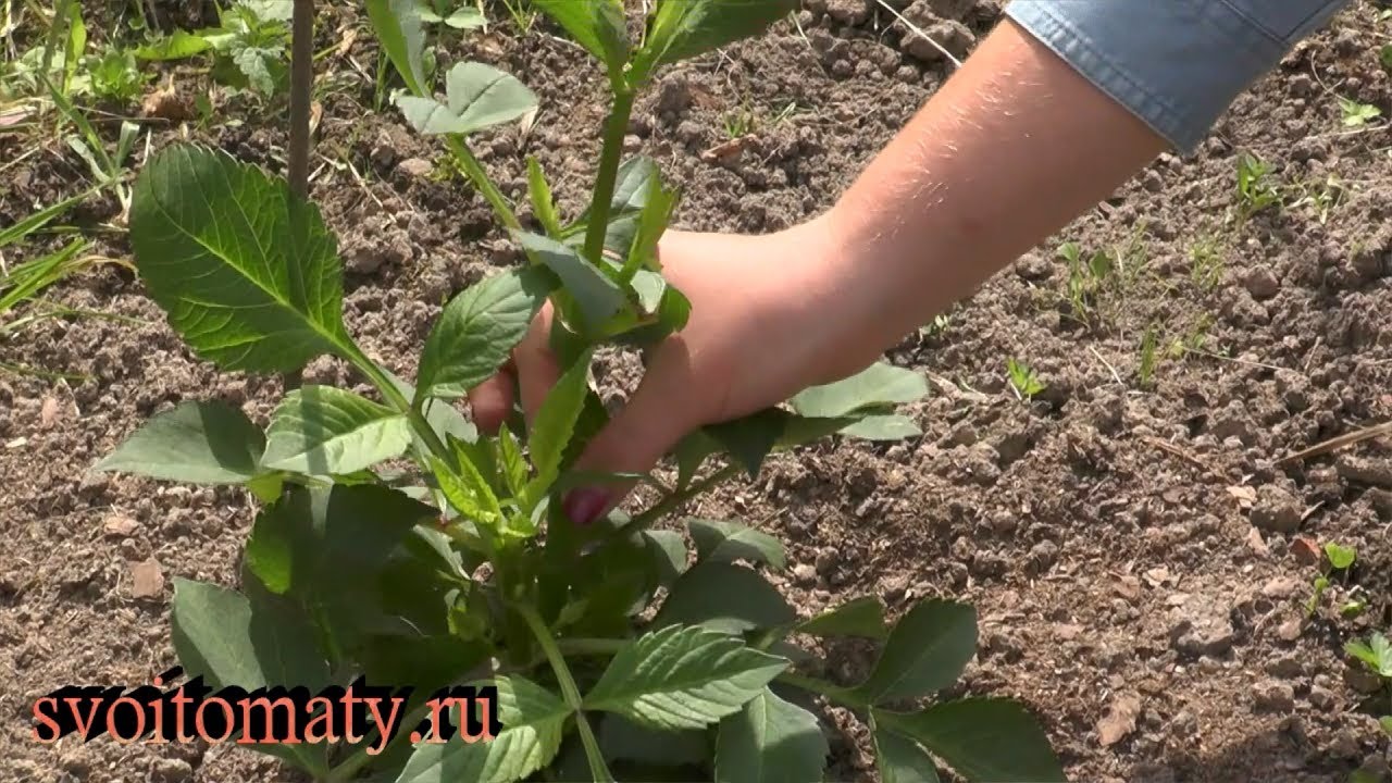 Формирование клубневых георгинов