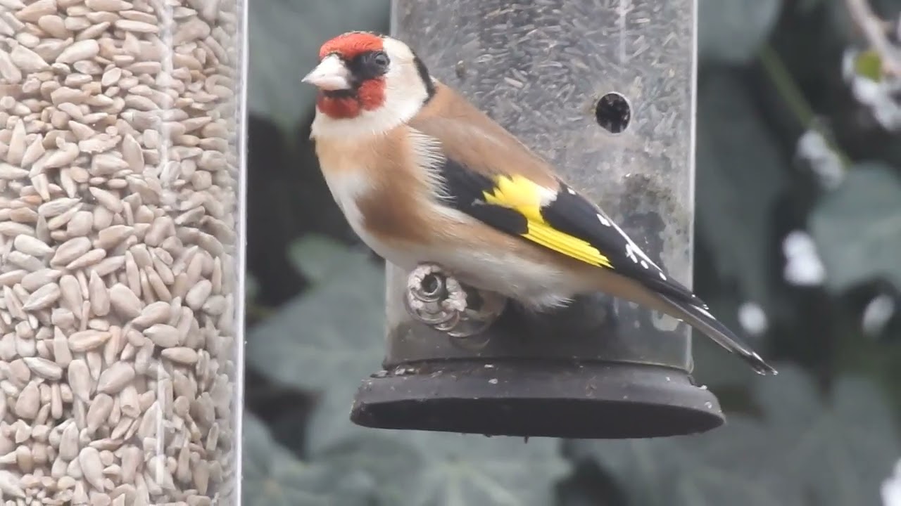 Garden Birds | Pure Relaxation with Robins, Blue Tits, Goldfinches & Great Tits 🐦🌿