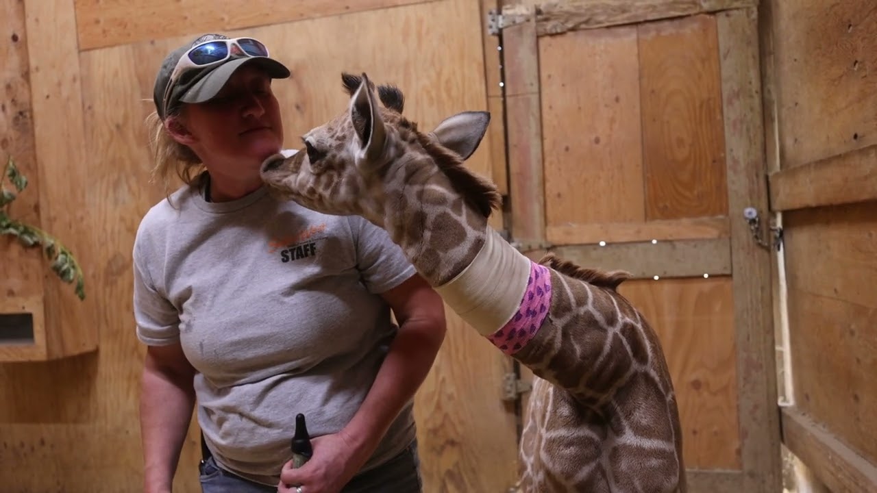 Baby giraffe nursed back to health at Safari West
