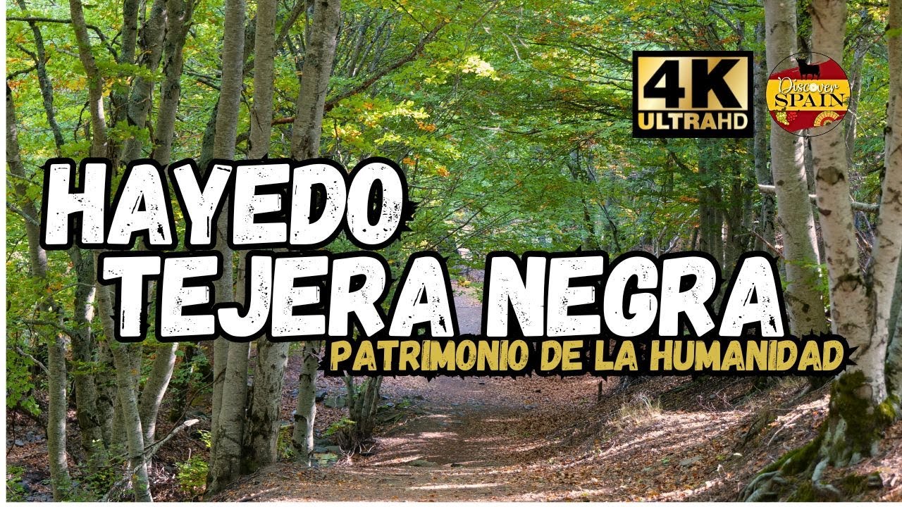 Patrimonio de la Humanidad UNESCO - Hayedo de la Tejera Negra
