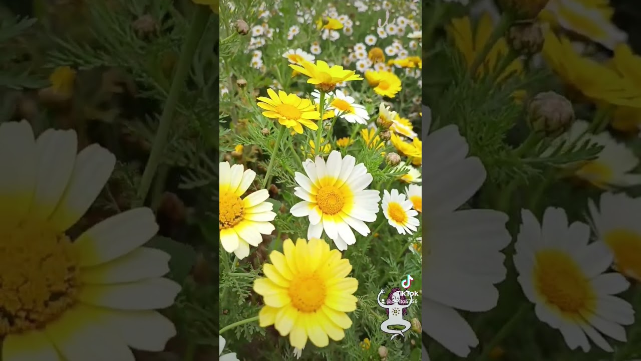 🌼Calidez💛🌿