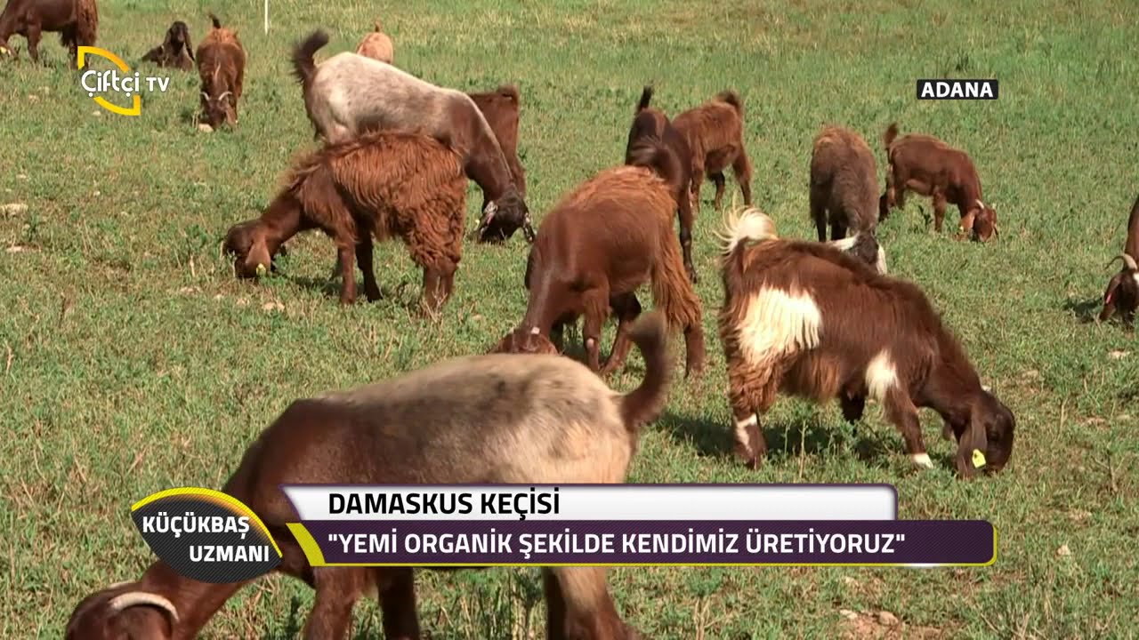 Küçükbaş Uzmanı-Şam Keçisi