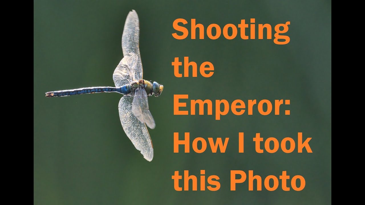 Emperor Dragonfly: How I took this photograph