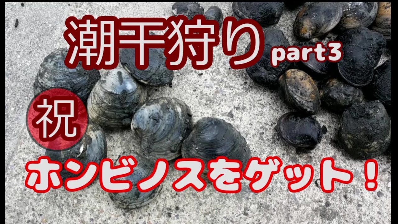 【潮干狩り３】多摩川河口の川崎側に再遠征。ホンビノス貝を獲りたい！