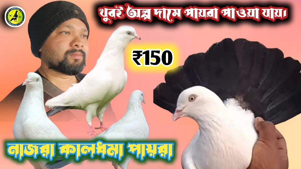 খুবই অল্প দামে পায়রা পাওয়া যায়। নাজরা কালধমা পায়রা । মগরাহাট বাজার// pigeons video best.