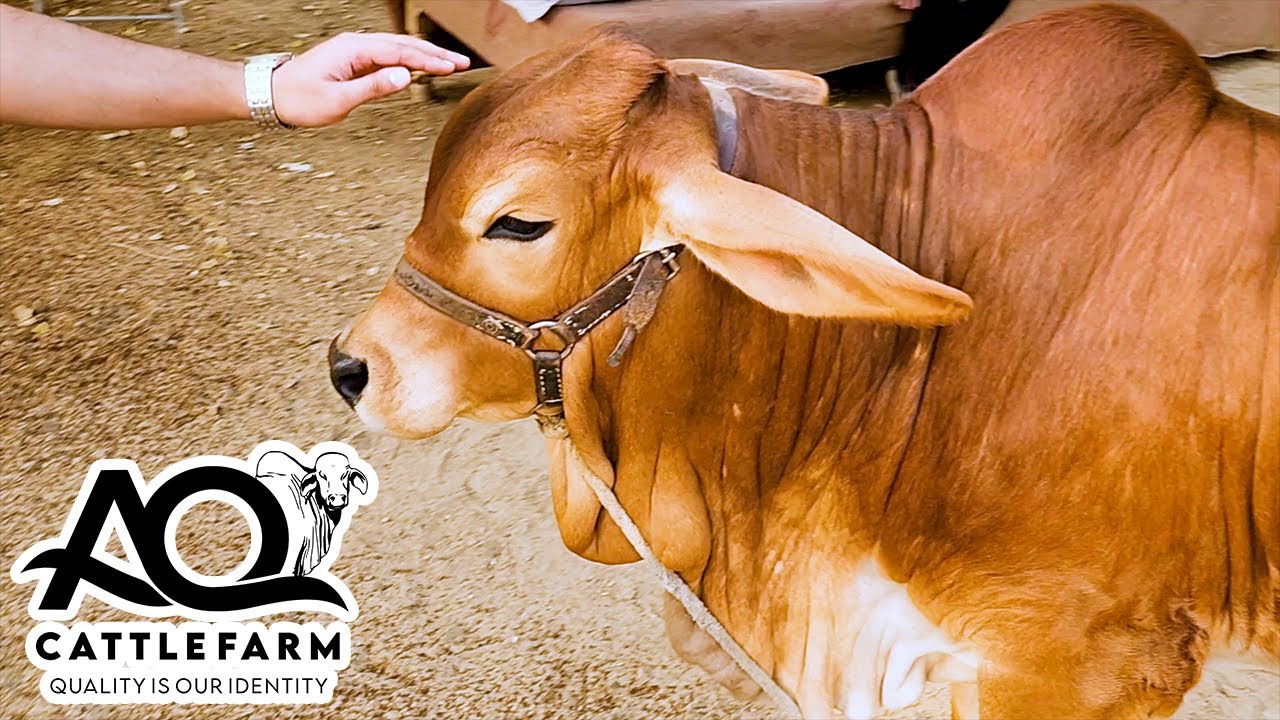 02 Janwar Farm Se Chale Gae 🥹 AQ Cattle Farm | Cattle Market Karachi