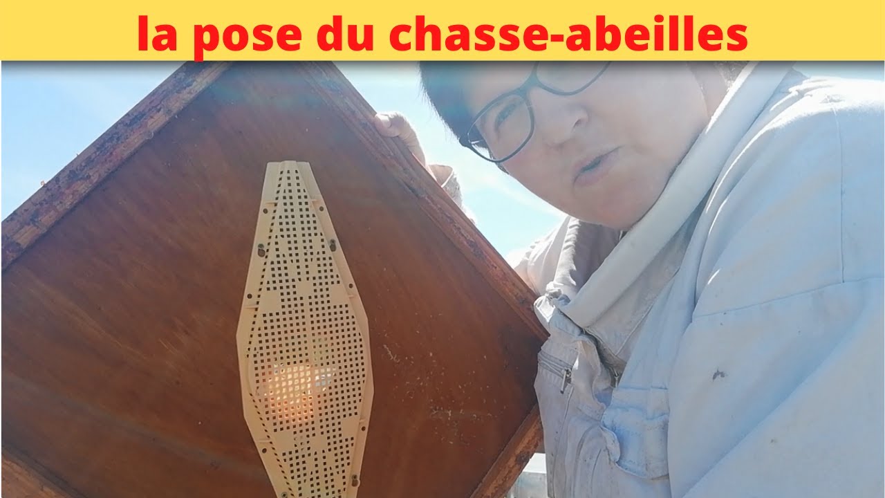 comment et pourquoi poser les chasses abeilles?