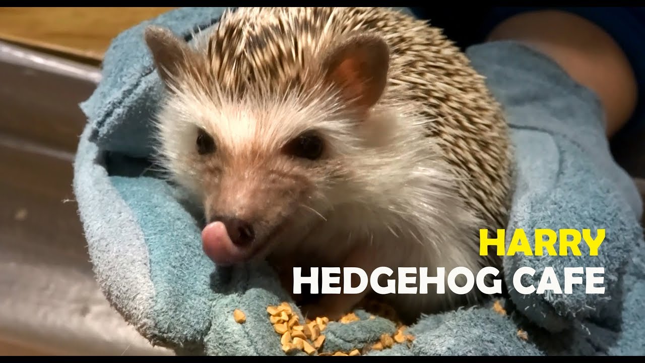 ♥HEDGEHOG CAFE HARRY♥ (Harajuku - Japan) Cuddle and feed hedgehogs