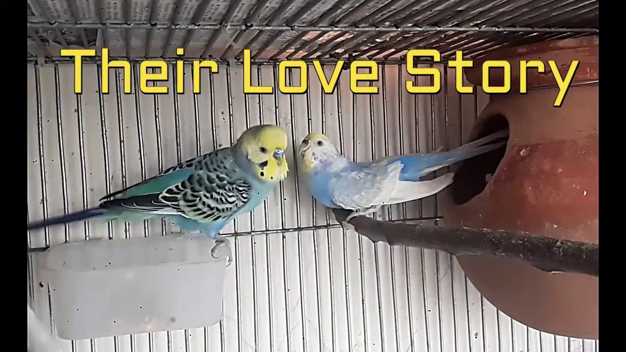 Budgerigar Love story : Rio & Bobita (Process Of Budgie Breeding)