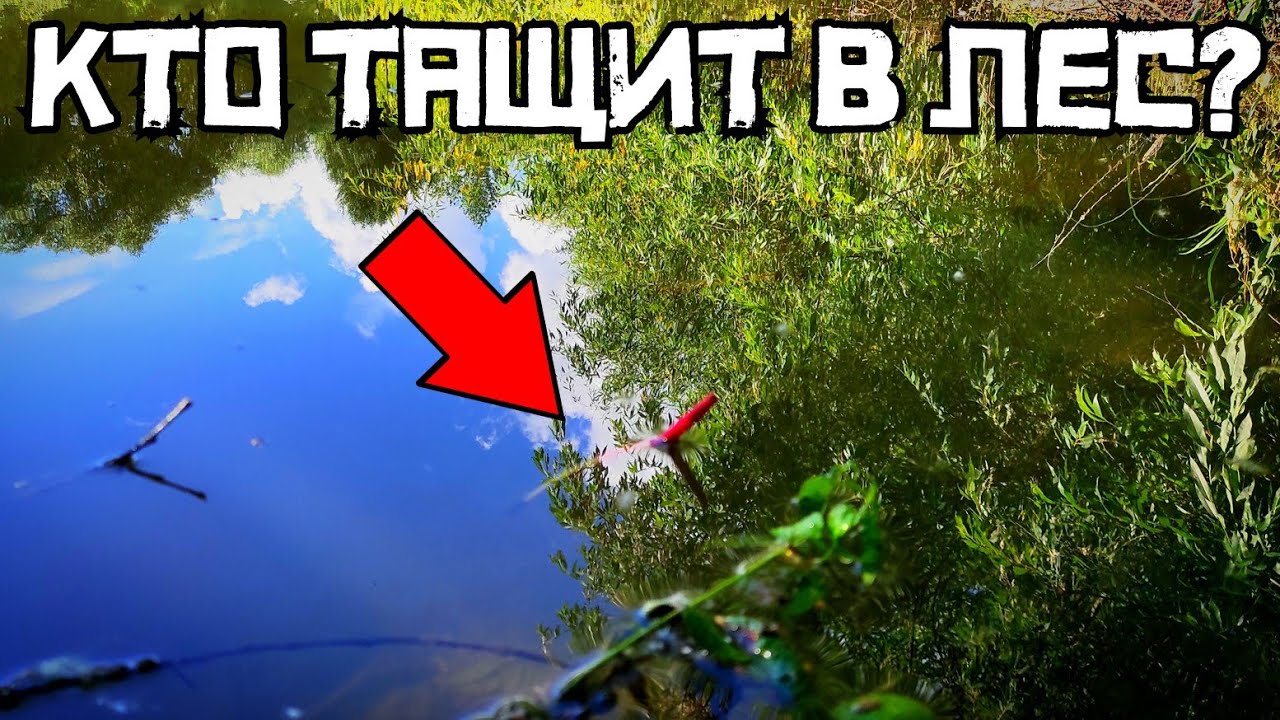 ЛЕС ЗАТОПИЛО и НАЧАЛОСЬ! Клюёт дикий КРУПНЯК!? Рыбалка 2024 в июле на поплавок.