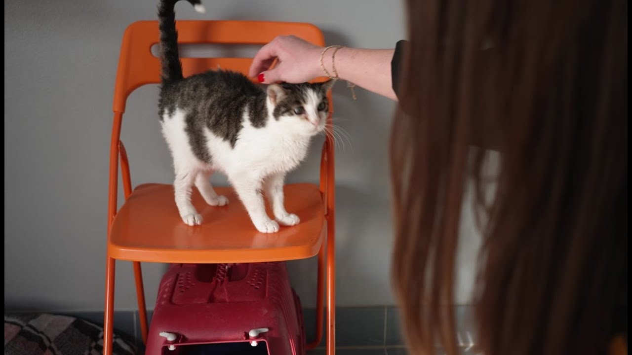Tiere auf der Suche nach einem neuen Zuhause