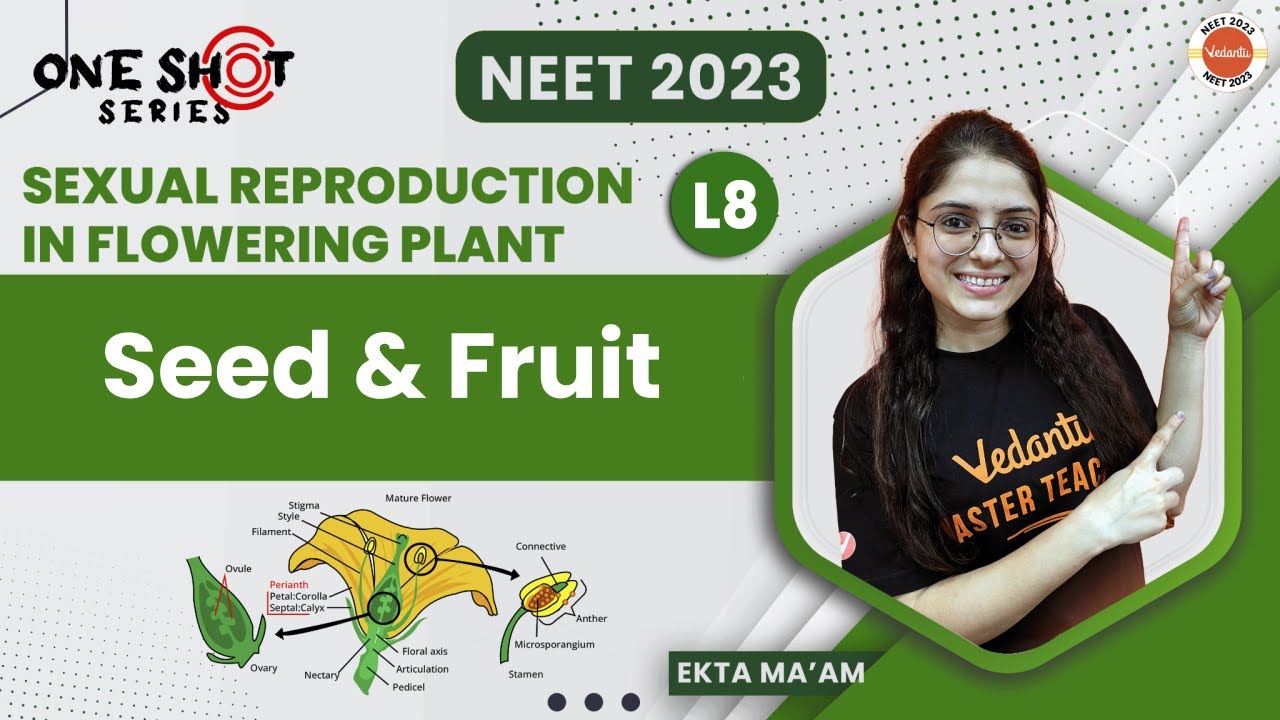 Sexual reproduction in flowering plants | L8 | Class 12 | Seed and Fruit | #neetbiology