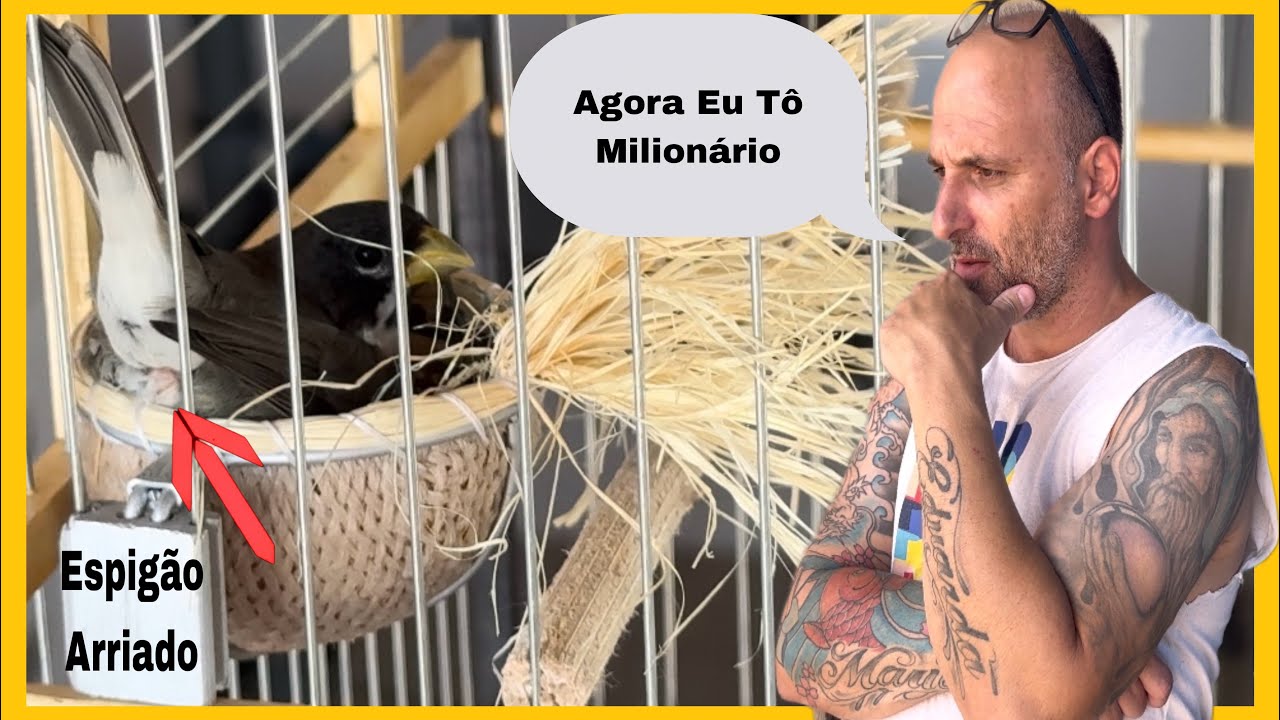REVELEI UM COLEIRO BITOLA PRA RODA TORNEIO