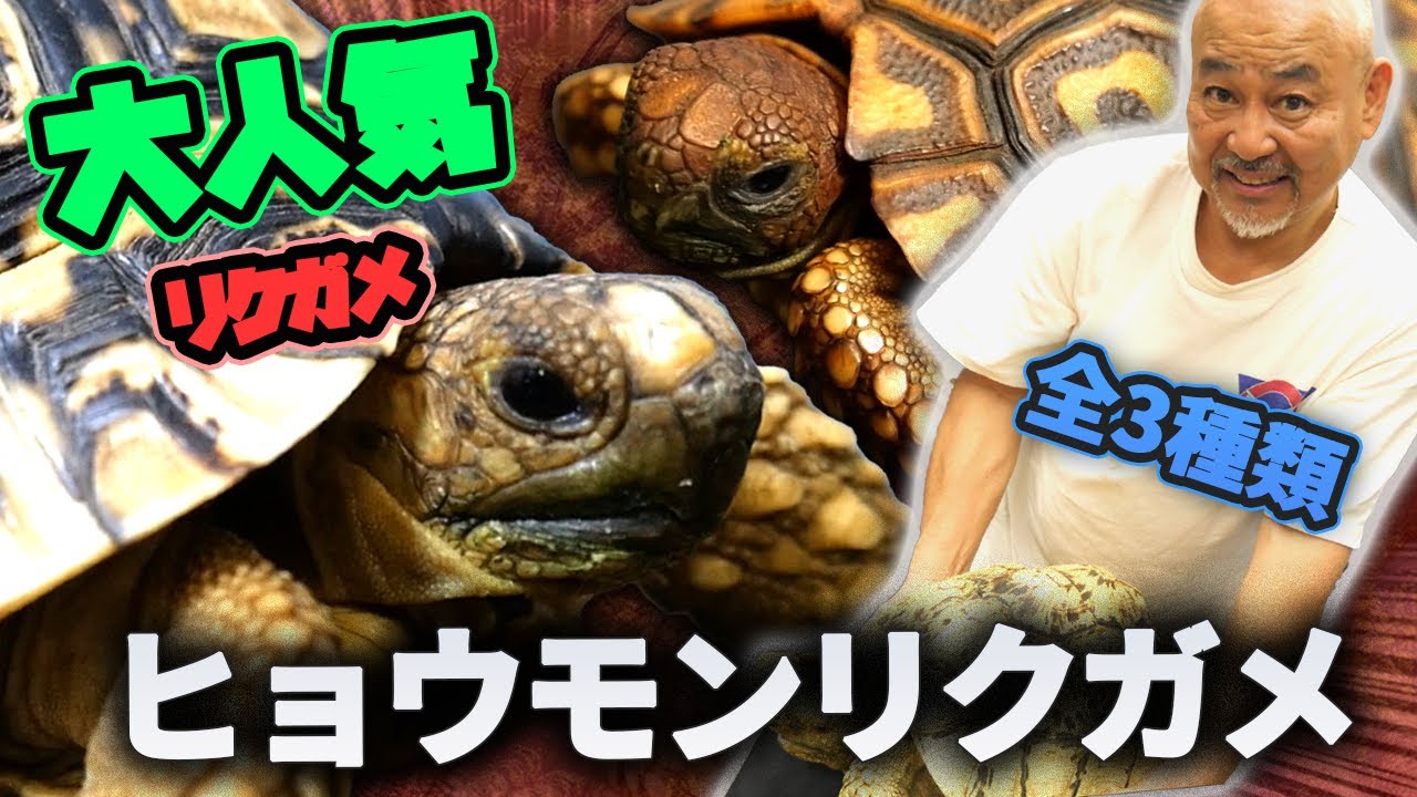 すべてのヒョウモンリクガメを徹底解説！
