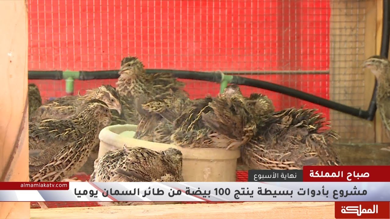 مشروع بأدوات بسيطة ينتج 100 بيضة من طائر السمان يوميا