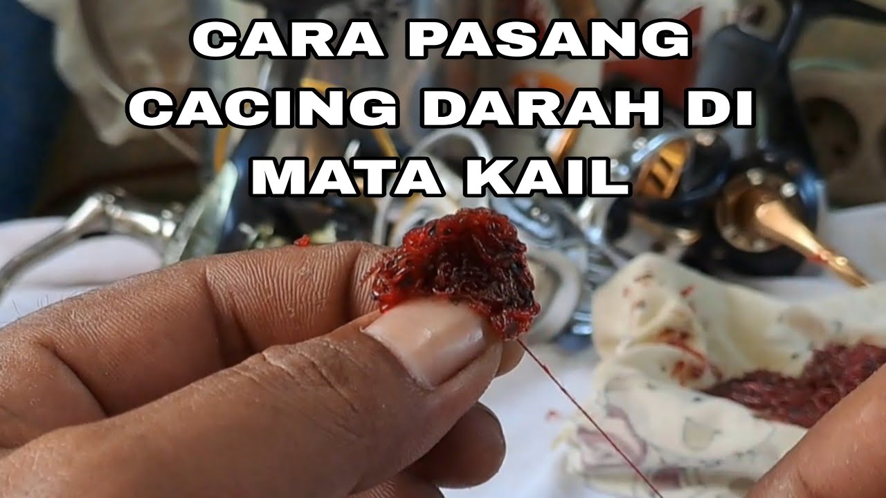 CARA LENGKAP PASANG CACING DARAH/ANTANG KE MATA KAIL