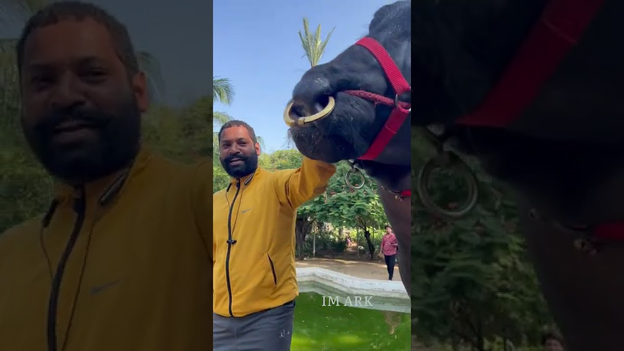 Talasani Yadav Arjun Champion Bull | Hyderabad Sadar 2022 | Special Haryana Murrah Bull in Hyderabad