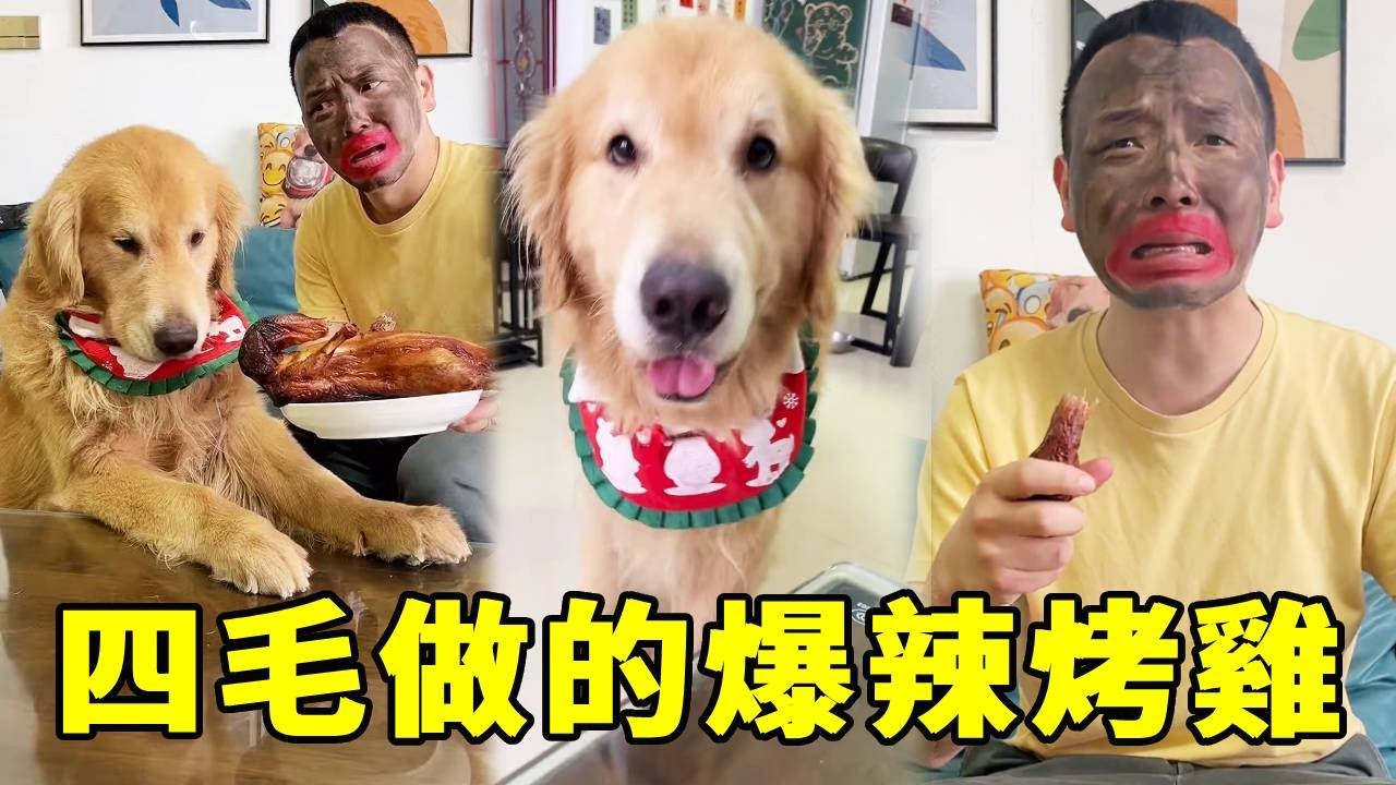 四毛做的爆辣烤雞，沒想到毛爸口味這麼重，居然吃的這麼開心！【起错名的四毛】