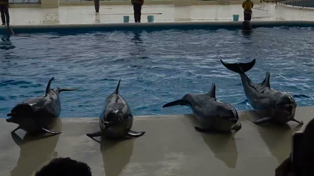 후쿠오카 돌고래 🐬 똑똑해!!! 마린월드