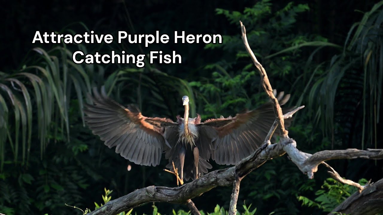 Attractive Purple Heron Catching Fish