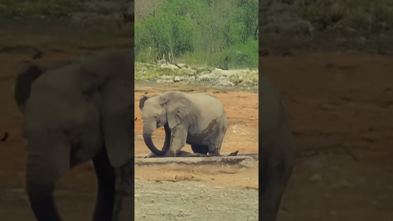 Rhino Attacked by Giant Elephant and Drowned in Brutal Waterhole Battle  
