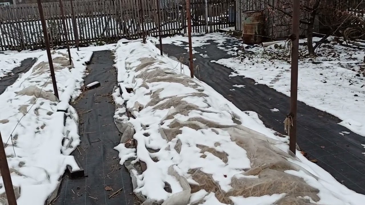Устройство нашей шпалеры на ежевике.Участок к зимовке готов! Омск,11.11.2022