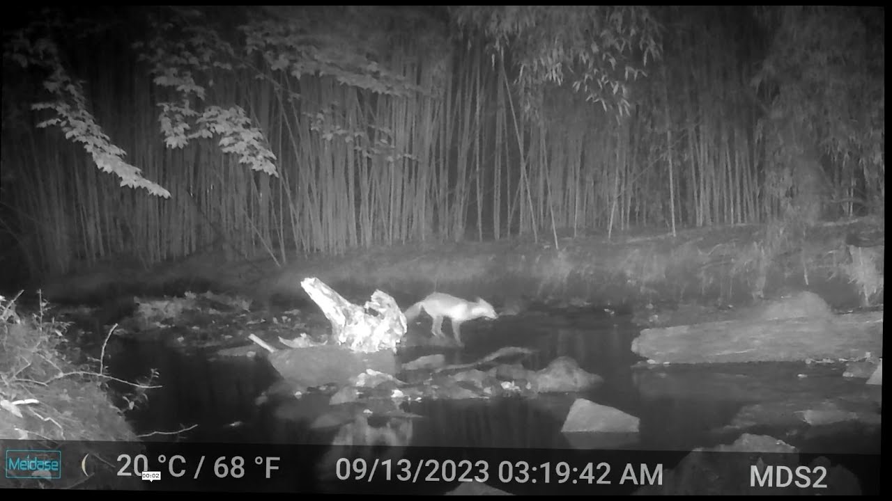 Fox Leaping at night in the rain